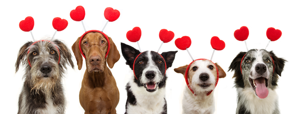 Valentines Day Dogs