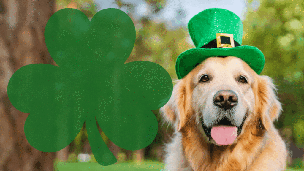 St. Patrick's Day Dog