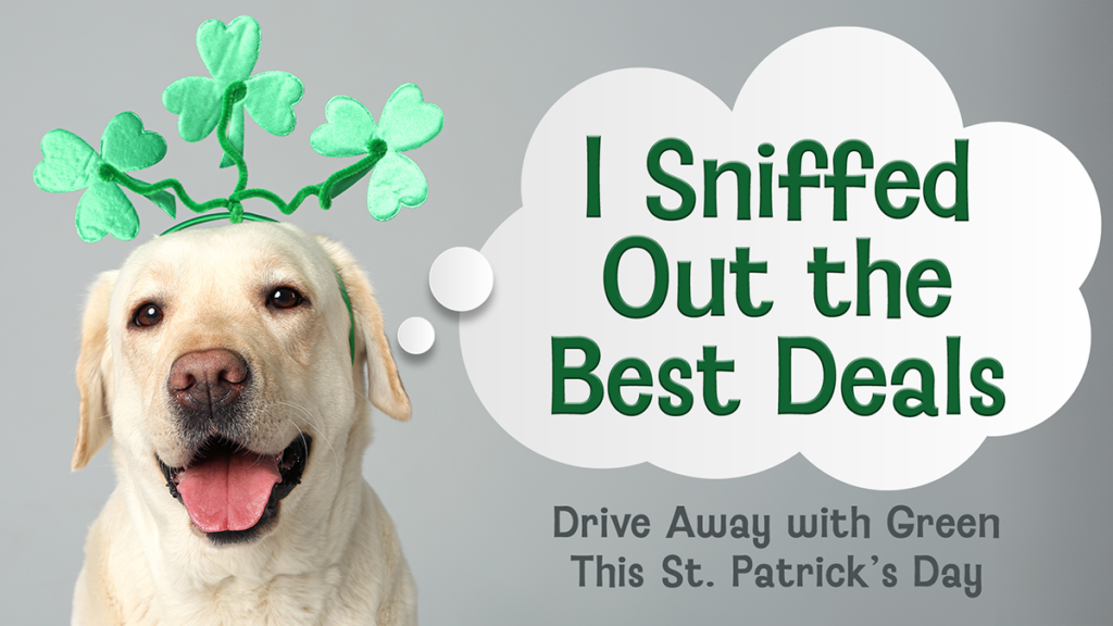 St. Patrick's Day Dog